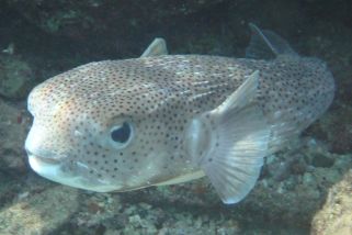 Diodon hystrix - Gewöhnlicher Igelfisch (Gepunkteter Igelfisch, Gepunktete, Gewöhnliche Igelfisch)